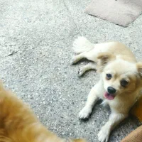 سگ پامر اشپیتز|سگ|شهریار, رضی آباد بالا|دیوار