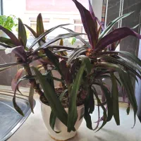 گل طبیعی گهواره در موسی