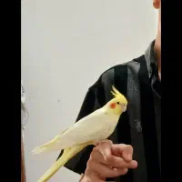 عروس‌هلندی‌نر‌‌جوان‌سوپر‌تاج