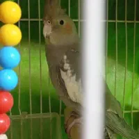 عروس هلندی آهویی نر|پرنده|مشهد, هفده شهریور|دیوار