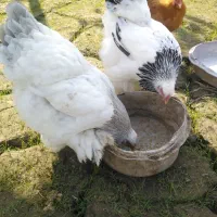 جوجه برهما لایت بلولایت و بوف|حیوانات مزرعه|بابل, |دیوار