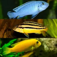 ماکرو زرد وآبی و اوراتوس