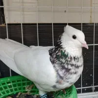 سرول کلفه نر