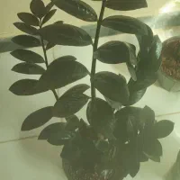 زامفولیا سوپربلک