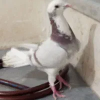 کفتر شهرستانی