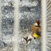 پرنده|پرنده|مشهد, مشکینی (شهرک غرب)|دیوار