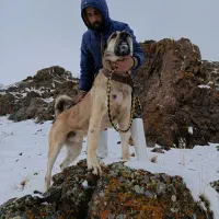 سگ سرابی اصیل