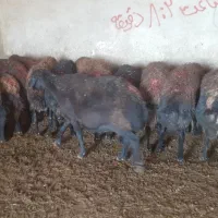 فروش گوسفند|حیوانات مزرعه|شاهین دژ, |دیوار