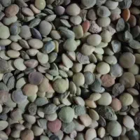 فروش عدس محلی