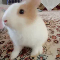 خرگوش