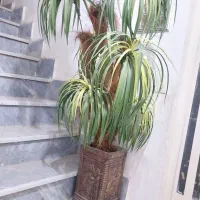 گلدون و درختچه مصنوعی