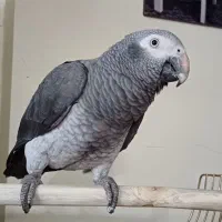 طوطی کاسکو فول اهلی.|پرنده|خوی, |دیوار