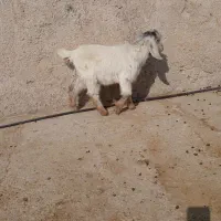 بز کهره|حیوانات مزرعه|کازرون, |دیوار