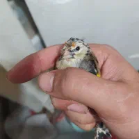 سهره