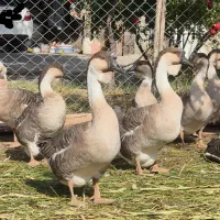 بوقلمون و قوغاز آفریقایی اصل|حیوانات مزرعه|خوی, |دیوار