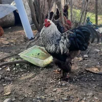 خروس برهما|حیوانات مزرعه|رودبار, |دیوار