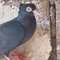 زاغ|پرنده|اهواز, کوی پیروزی|دیوار