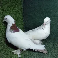 کبوترتبریزی بوینو گولو