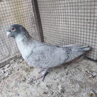 کبوتر رنگی|پرنده|مشکین‌دشت, |دیوار