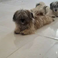 اشپیز تریر|سگ|شیراز, دباغ خانه|دیوار