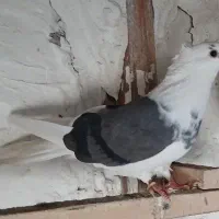 کبوتر دوکتی باخت رفته