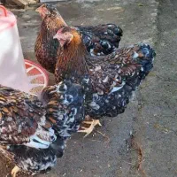 مرغ و خروس ویاندوت