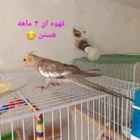 جفت عروس مولد سالم با دو تا جوجه ۳ماهه و ۲عدد قفس|پرنده|مشهد, هدایت|دیوار