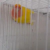 کوتوله باتخم کابینت فلزی دارم