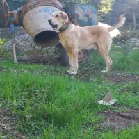 نگبان|سگ|خان ببین, |دیوار