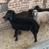 گوسفند بره