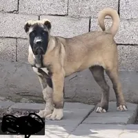 سگ نگهبان م ی خ ا م