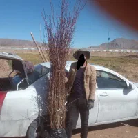 نهال بادام نهالستان|خدمات باغبانی و درختکاری|سپیدان, |دیوار