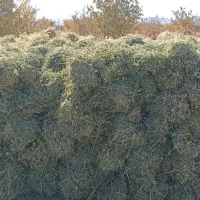 بیده دست پیچ پربرگ منی 90