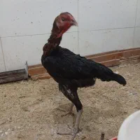 مرغ لاری