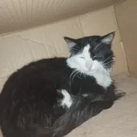 واگذاری گربه|گربه|قم, بنیاد|دیوار