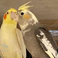 عروس هلندی  جفت مرغ عشق