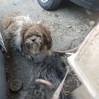 سگ پاکوتاه.   بلدرچین  110