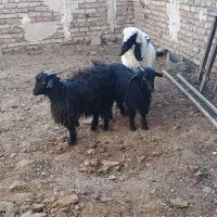 بره و بزغاله