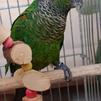 گرینچیک نر بالغ با تست حلقه پا نژاد خاص بلک کاپ