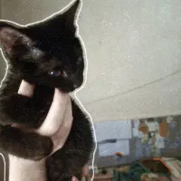 گربه نابینا