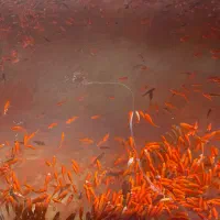 ماهی عمده|ماهی|خرمشهر, |دیوار