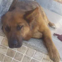 سگ ژرمن ماده|سگ|مشهد, هفت تیر (آب و برق)|دیوار