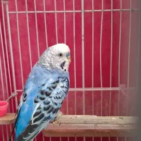 یک جفت مرغ عشق با قفس|پرنده|شاهرود, |دیوار