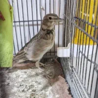 سهره خاکی ۲ساله کلام گو معاوضه با سهره