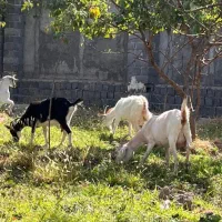 بز سانن|حیوانات مزرعه|محمدشهر, محمدشهر|دیوار