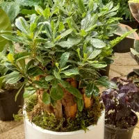 گل اپارتمانی بنسای هر  نو دارم لطفا ورق بزن