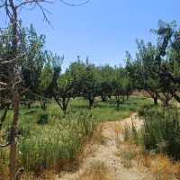 شهرک ویلایی حمیدیه ۲۰۰۰متر باغ سندتک برگ