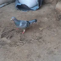 مگس بازرد|پرنده|نیمروز, |دیوار