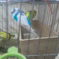 جفت مرغ عشق مولد|پرنده|شوش, |دیوار