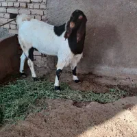 بزری|حیوانات مزرعه|میان جلگه, |دیوار